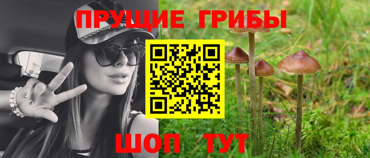 Галлюциногенные грибы Psilocybine cubensis Карпинск